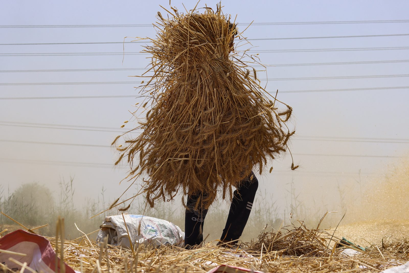 FAO: Инновации в агросекторе помогут снизить потребление пресной воды на 30%